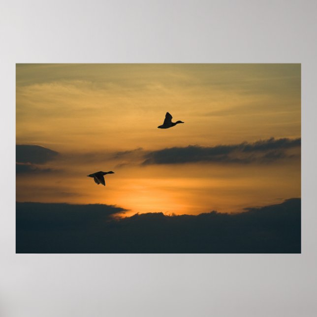 Poster Oies au coucher du soleil (Devant)