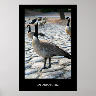 Poster Oies canadiennes près du lac Poster, Imprimer
