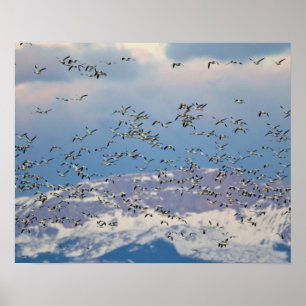 Poster Oies des neiges en migration printanière