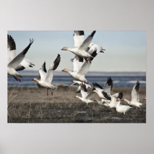 Poster Oies des neiges volantes