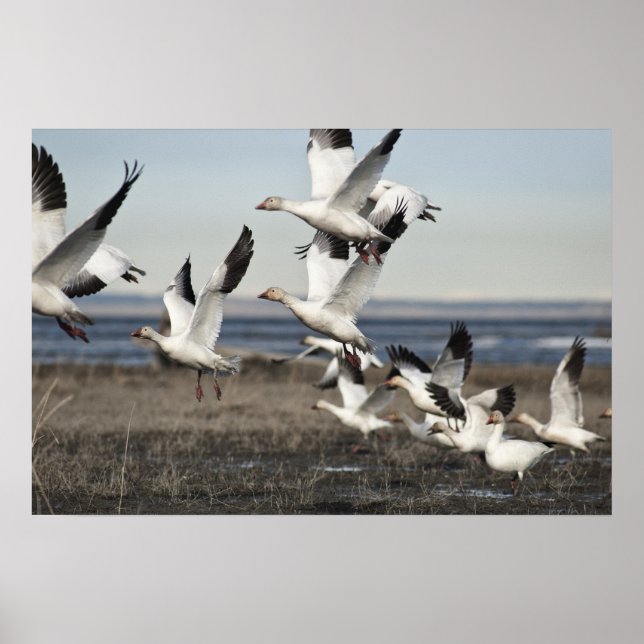 Poster Oies des neiges volantes (Devant)