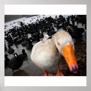 Poster Oies et poules