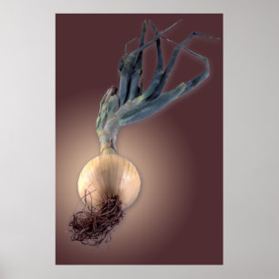 Poster Oignon doux