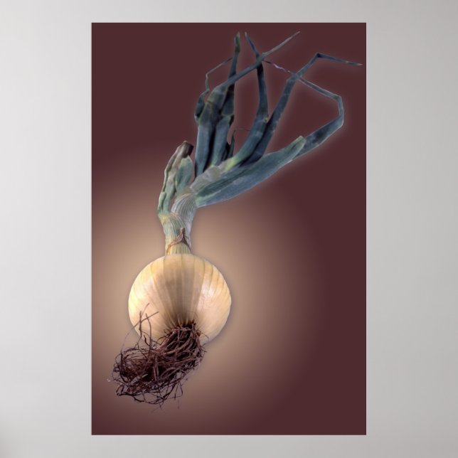 Poster Oignon doux (Devant)
