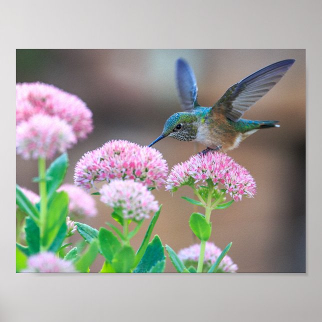 Poster Oiseau (Devant)