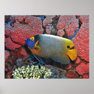 Poster Oiseau à tête bleue