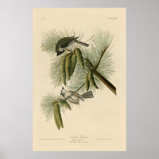 Poster Oiseau, Amérique, Crested Titmouse, Audubon, Vinta