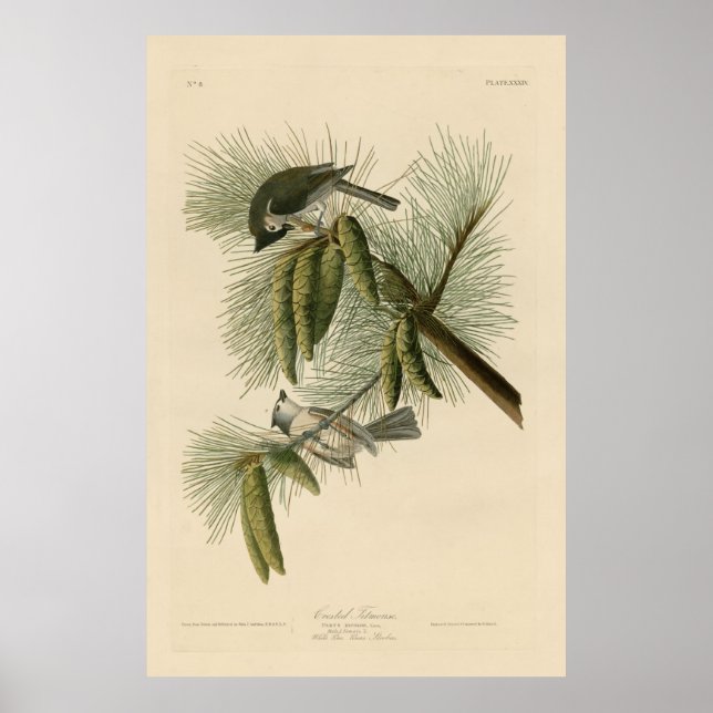 Poster Oiseau, Amérique, Crested Titmouse, Audubon, Vinta (Devant)