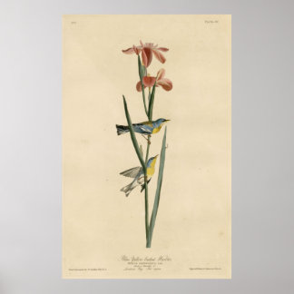 Poster Oiseau, Amérique, Paruline à dos bleu jaune, Audub