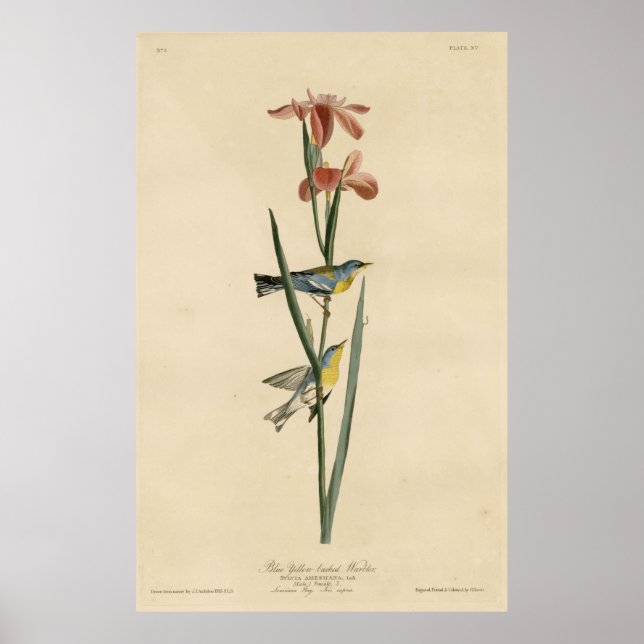 Poster Oiseau, Amérique, Paruline à dos bleu jaune, Audub (Devant)