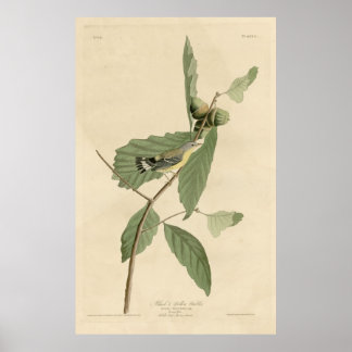 Poster Oiseau, Amérique, Paruline Jaune Noire, Audubon, V