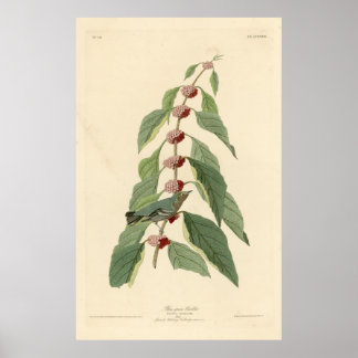 Poster Oiseau, Amérique, Paruline verte bleue, Audubon, V