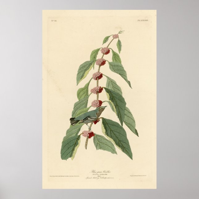 Poster Oiseau, Amérique, Paruline verte bleue, Audubon, V (Devant)