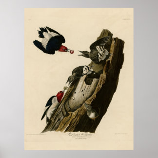 Poster Oiseau, Amérique, Pic à tête rouge, Audubon, Vin