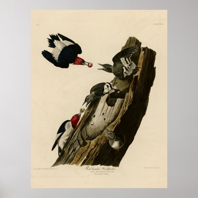 Poster Oiseau, Amérique, Pic à tête rouge, Audubon, Vin (Devant)