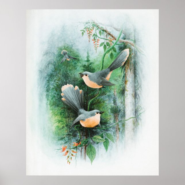 Poster Oiseau animal sauvage des Wrens (Devant)