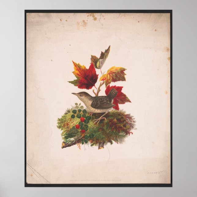 Poster Oiseau Au Foilage D'Automne Illustration Antique (Devant)