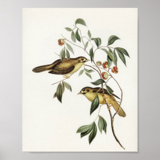 Poster Oiseau Bell australien (Myzantha melanophrys)