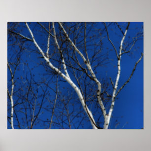 Poster Oiseau blanc Ciel bleu Nature Orton Effet