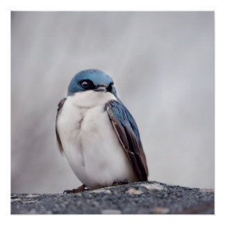 Poster Oiseau Bleu