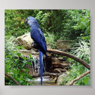 Poster Oiseau bleu du Paradis