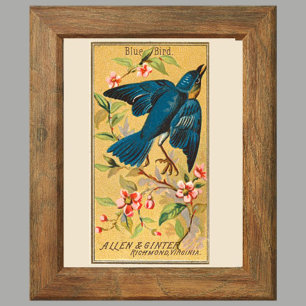 Poster Oiseau bleu, Ensemble de 8 (2 sur 8) Oiseau Galeri
