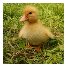 oiseau, canard, caneton, jaune, nature, mignon, bé