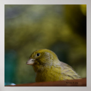 Poster Oiseau canarien à feuilles de valeur nature