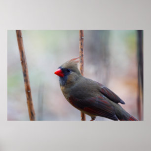 Poster Oiseau cardinal féminin