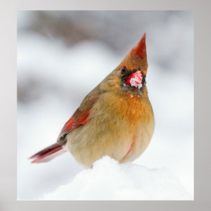 Poster Oiseau cardinal féminin en neige