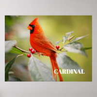 Oiseau cardinal rouge dans l'arbre