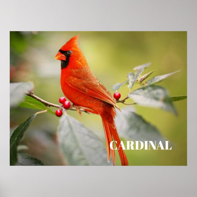 Poster Oiseau cardinal rouge dans l'arbre (Devant)