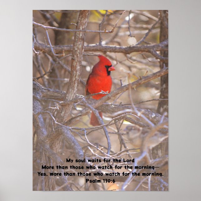 Poster Oiseau Cardinal Rouge En Attendant Pacifiquement L (Devant)