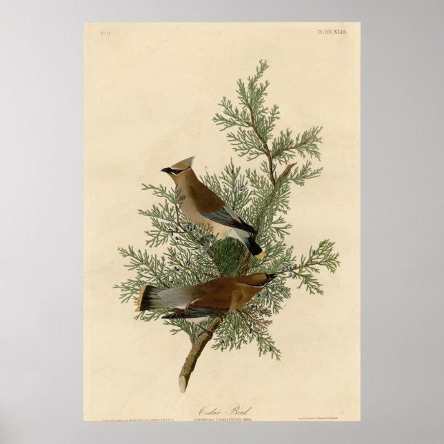 Poster Oiseau cèdre (Devant)