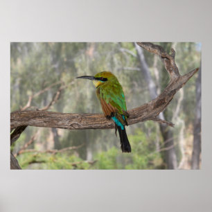 Poster Oiseau d'abeille-mangeur d'arc-en-ciel, Australie