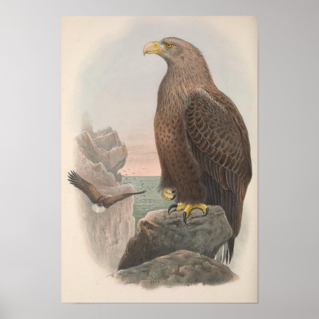 Poster Oiseau d'aigle de mer vintage (Devant)
