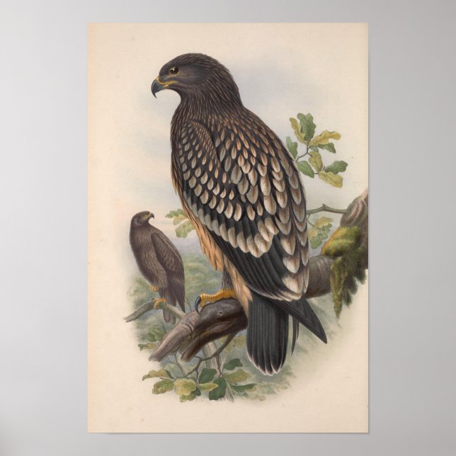 Poster Oiseau d'aigle vintage (Devant)