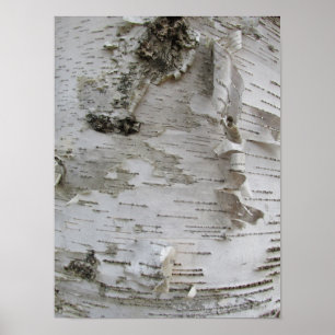 Poster Oiseau d'arbre de bouleau Peelé Vieux art photo