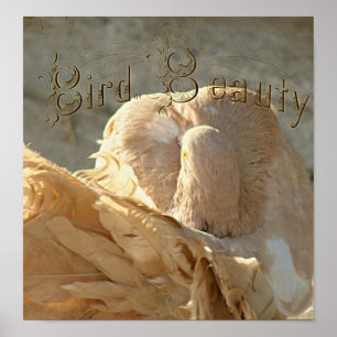Poster Oiseau de beauté le pigeon fantastique