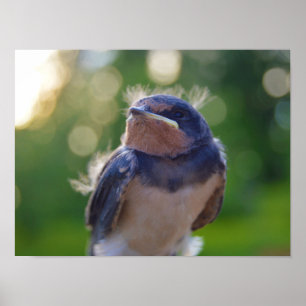 Poster Oiseau de bébé