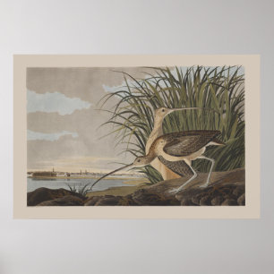 Poster Oiseau de Bécasseau à long bec Audubon