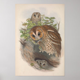Poster Oiseau de Chouette Brown vintage