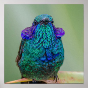 Poster Oiseau de colibri vert bleu violet
