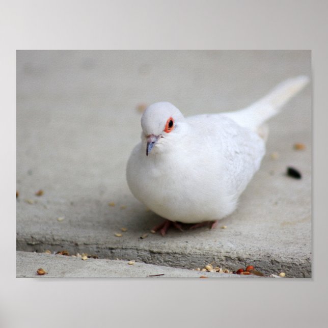 Poster Oiseau de colombe (Devant)