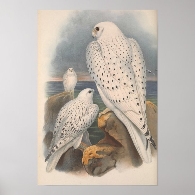 Poster Oiseau de course légère du Faucon groenlandais (Devant)