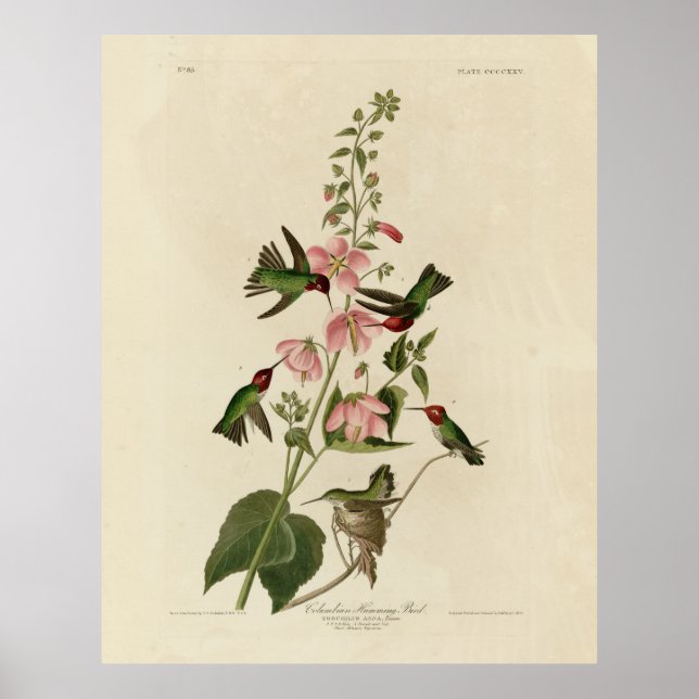 Poster Oiseau de Humming - Oiseaux d'Audubon (Devant)