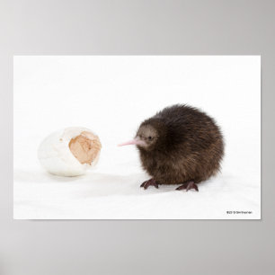 Poster Oiseau de kiwi de bébé haché de l'oeuf