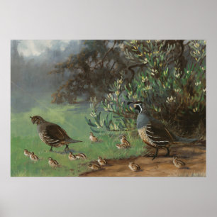 Poster Oiseau de la caille de Californie à proie