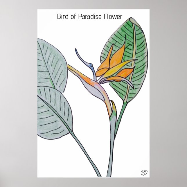Poster Oiseau de la Fleur du Paradis (Devant)