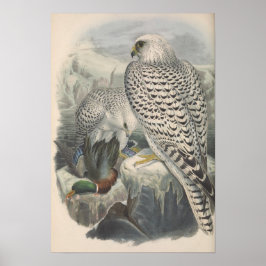 Poster Oiseau de la race noire du Faucon groenlandais